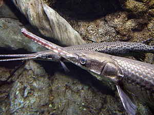 Lepisosteus osseus