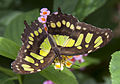 Malachitfalter (Siproeta stelenes)