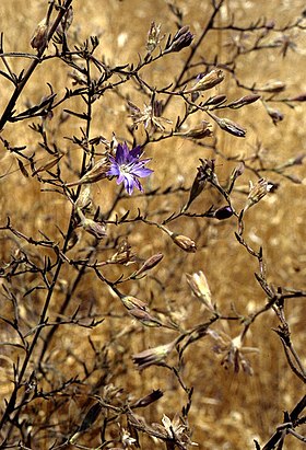 Malesherbia linearifolia