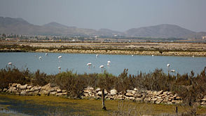 Flamencos (Phoenicopterus roseus) en las salinas de Marchamalo.