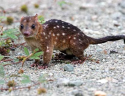 Brown white-spotted quoll