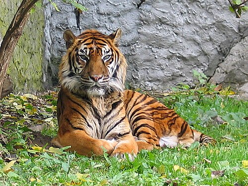 Sumatran Tiger