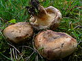 Paxillus obscuroporus