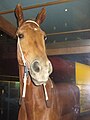 Phar Lap au Musée de Melbourne