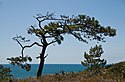 Pinus torreyana im Torrey Pines State Reserve, San Diego