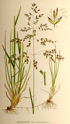 Poa pratensis