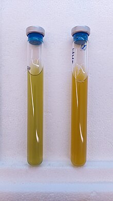 Two tubes of Prosthecochloris culture. The left depicts a younger culture with a more green coloration. The right depicts an older culture with a browned coloration.