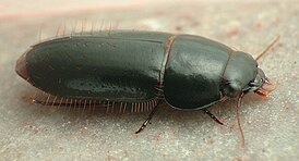 Pseudomorpha