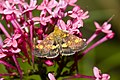 Pyrausta aurata (Scopoli, 1763)