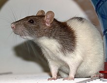 An agouti-colored, variegated hooded fancy rat