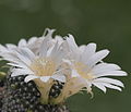 Rebutia krainziana v.albiflora