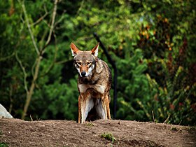 Lobo vermelho em estado selvagem.