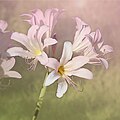 Fleurs de Lycoris squamigera, plus irrégulières que A. belladonna.