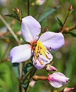 Rhexia mariana flower