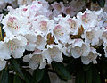 Rhododendron wardii var. puralbum, photo taken at Finnerty Gardens