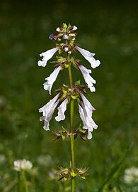 Salvia lyrata