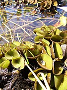 Salvinia auriculata