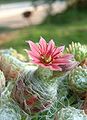 Sempervivum arachnoideum