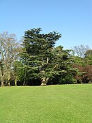 Stewart Park arboretum