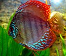 Discus