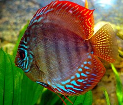 Symphysodon discus