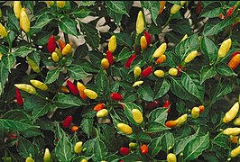 Tabasco peppers, a cultivar of Capsicum frutescens, fruits pointing upwards