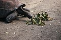 Aldabra giant tortoise