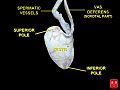 Testis, spermatic vessels and vas deferens