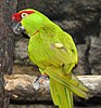 Thick-billed Parrot, Rhynchopsitta pachyrhyncha