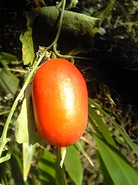 Trichosanthes cucumeroides