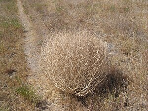 Salsola tragus in autumn.