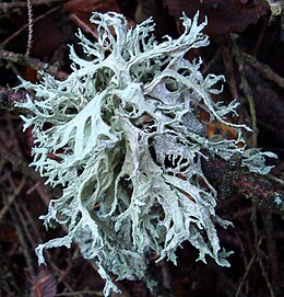 Евернія сливова (Evernia prunastri)