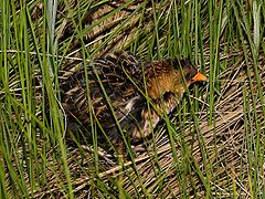 Yellow rail[англ.]