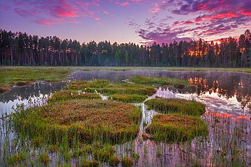 Сухая ламба