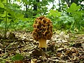 Morchella vulgaris