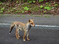 八幡平アスピーテラインのホンドキツネ