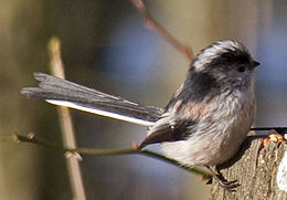 Brit őszapó (Aegithalos caudatus rosaceus)