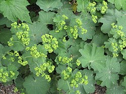 Jättipoimulehti (Alchemilla mollis)