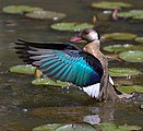 Brazilian teal