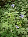 Aquilegia vulgaris