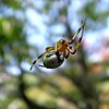 A kidney garden spider in Japan