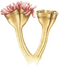 Auroralumina attenboroughii, an Ediacaran predator (c. 560 mya)[101]