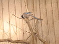 Azure-winged Magpie