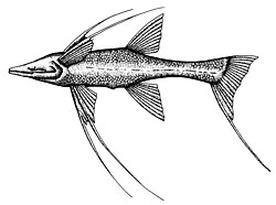 Kolmijalkakala (Bathypterois grallator)