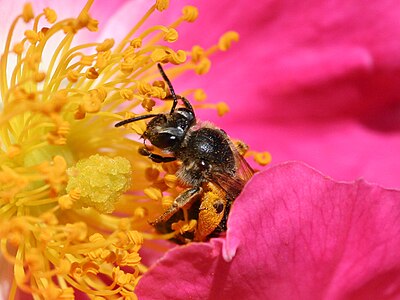 Bee pollinating a rose, by Debivort
