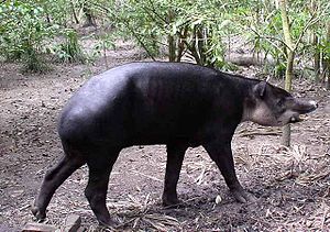 Центральноамериканський тапір або тапір Бейрда, (Tapirus bairdi)