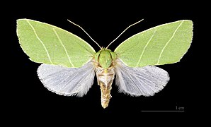 Museum specimen ♂ dorsal side