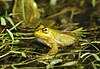 Italian pool frog