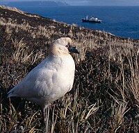 Black-faced Sheathbill