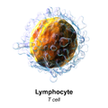 linfocitos t